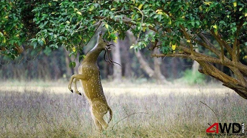 Wildlife Wisp with the Glorifying Golden Triangle