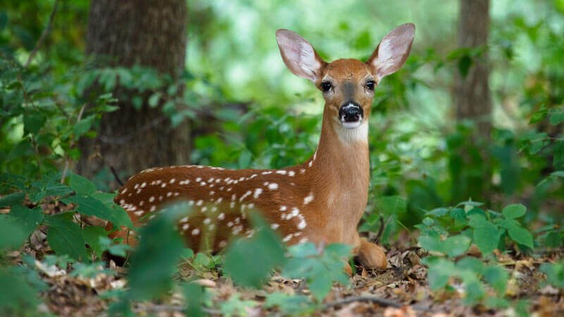 All about Deer Park in Delhi