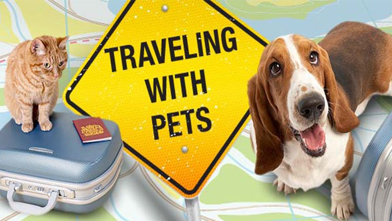 Traveling with Pets in India