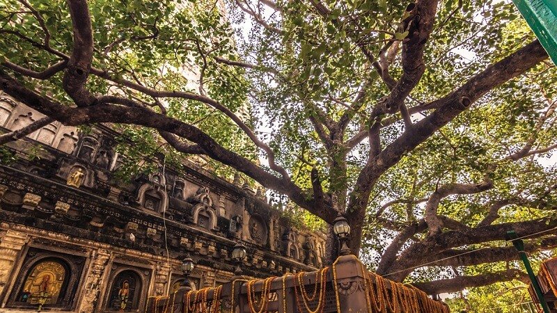 Places to Visit in Bodhgaya